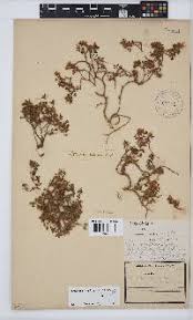 Image result for Lotononis calycina