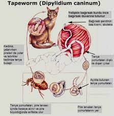 kedilerde ic parazit hakkinda her sey suzionline