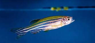 How to euthanize a fish a humane way of offering eternal sleep to a sick fish oscar fish breeding betta fish fish care. How To Humanely Euthanize Your Fish