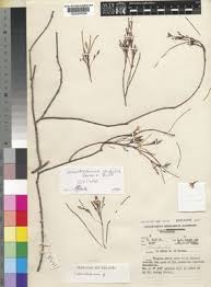 Image result for Stomatostemma