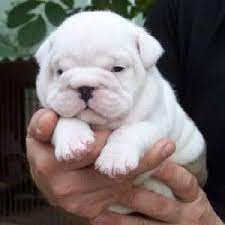 Cheap English Bulldog Puppies Cute Puppies Baby Bulldog Cute Baby Animals English Bulldog Puppies