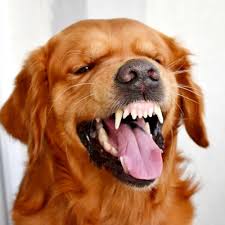 Angry Golden Retriever Showing His Teeth Stock Photo Edit Now 1448297939