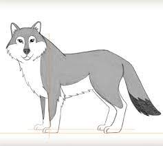 For boys and girls, kids and adults, teenagers and toddlers, preschoolers and older kids at school. Draw A Wolf
