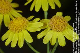 Image result for Senecio madagascariensis