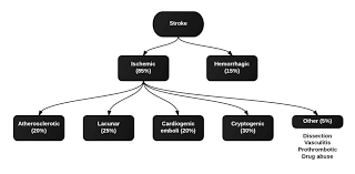 Stroke Classification Diagram Stroke Types Tacs Stroke