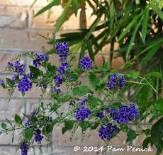 Its average texture blends into the landscape, but can be balanced by one or two finer or coarser trees or shrubs for an effective composition. Trying Duranta Sapphire Showers For End Of Summer Color Digging