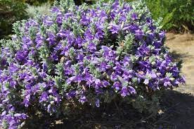 Had no need for it then it's made with real emu oil that has the ability to penetrate skin efficiently. Plantfiles Pictures Eremophila Species Blue Bells Blue Emu Bush Eremophila Hygrophana By Kell
