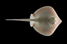 Image result for Stingray