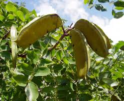 Image result for Brachystegia torrei