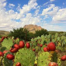 The nopal cactus may be one of the most betalain rich plants in existence; Superior Festival Celebrates Edible Wonder Of The Desert News Pinalcentral Com