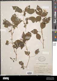 Image result for Impatiens hochstetteri