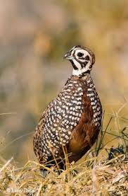 Birds Of East Texas Pictures The 12 Most Beautiful Birds In Texas Beautiful Birds Most Beautiful Birds Quail