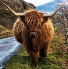 Highland Cow Photo By Dave Ovenden Always Loved These Guys The Cool Horns And The Shaggy Hair Highland Cow Highland Cattle Animals Wild