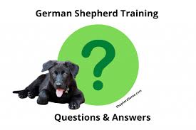 Maybe you would like to learn more about one of these? How Much Does It Cost To Train A German Shepherd The Shocking Truth Shepherd Sense
