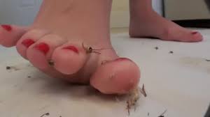 Crush fetish crickets