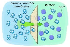 اجعل البطاطس تنكمش بالماء المالح للع لم