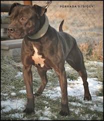 Pin On Pitbulls And Bullies