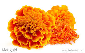 Pinch off dead marigold flowers when the petals begin to dry. Marigold Herbazest