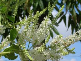 Image result for Aloysia