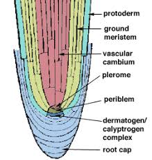 We did not find results for: In Plants Cell Division Is Restricted Upto