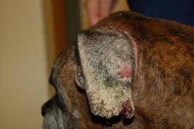 Image result for scabies dog ear