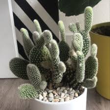 Since cacti as a general rule grow in dry places, they take up water through their roots very quickly and efficiently. Bunny Ears Plant Care Water Sunlight And Nutrients