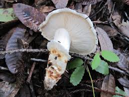 Image result for Micrargeriella