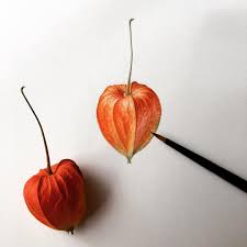 ホウズキ 習作 そろそろ花も描かなくては 鬼灯 groundcherry chineselanternplant 花 水彩画 水彩 水彩画