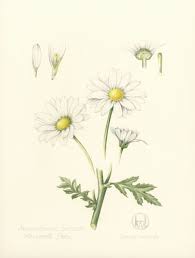 I guess now you know how to draw a daisycorrectly. Daisy Flower Leaves Drawing Novocom Top