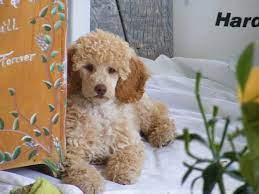 Pin By Jessica Dunn On Stuff Miniature Poodle Poodle Dog Poodle Puppy