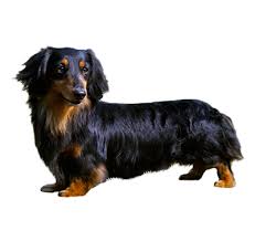 My doxie, pongo, is a 2 year old, twelve pound, red, long haired dachshund. Long Haired Miniature Dachshund Dog Breed Information Purina