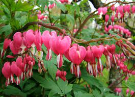 Este o planta care in. Flori Care Cresc La UmbrÄ Specii Ornamentale In SpaÅ£iile Umbrite Din GradinÄ Epoch Times Romania