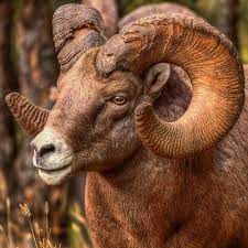 Battle Ram Photographic Print By James Anderson Animals Beautiful Majestic Animals Nature Animals