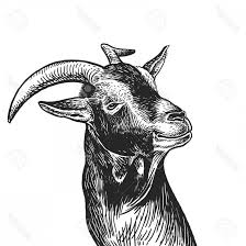 Black And White Goat Vector Vintage Engraving Vector Photostock Vector Goat Realistic Portrait Of Farm Animal Vintage E Vector Art Illustration Animal Illustration Engraving Illustration