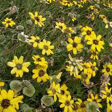Berlandiera lyrata, with the common names chocolate flower, chocolate daisy, or lyreleaf greeneyes, is a north american species of flowering plant in the sunflower family. Extra Cold Hardy Chocolate Flower Berlandiera Lyrata Mora County Mix High Country Gardens