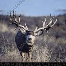 William Baker Took This Massive Buck Way Back In 1927 From California It Is Nearly 40 Wide And Has A Total Of 40 Scorabl Mule Deer Hunting Big Deer Mule Deer