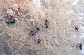 Where do pantry moths come from? Pantry Moth Removal Gladstone Treatment Control Pest Management