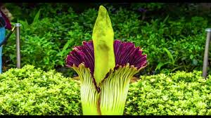 Corpse Flower Timelapse Video Chicago Botanic Garden Youtube