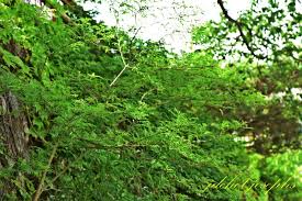 Image result for Zanthoxylum tenuipedicellatum