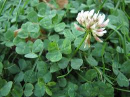 Image result for Trifolium masaiense