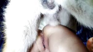 Search: beastiality video - All Bestiality in one place