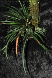 Image result for Oberonia