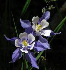 It is very difficult to decide which one is the prettiest, and that is why we made this slideshow about the most beautiful flowers in the world. The 15 Most Beautiful Flowers In The World Fazal S Portal