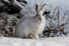 Termenul de iepure desemnează mamiferele cu urechi lungi din familia leporidae, ordinul lagomorpha.acestea se clasifică în 2 categorii: Iepure De Camp Fotografii Poze Poze Frumoase Pxhere