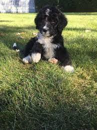 These loving standard bernedoodle puppies are a cross between a bernese mountain dog and a standard poodle. Best Doodle Puppy Bernedoodles