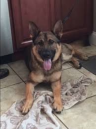Hartford, ct (htf) hudson valley, ny (hud). Prospect Ct German Shepherd Dog Meet Nero A Dog For Adoption German Shepherd Dogs German Shepherd Puppies German Shepherd
