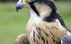 Soldiers are about to kill him when navarre saves him. Como Criar Falcao Revista Globo Rural Como Criar