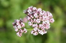 Image result for Valerianaceae