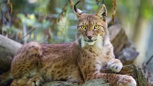 Meet yoki the canada lynx she's and animal ambassador at big run wolf ranch!let's learn some lynx facts! Hd Wallpaper Wildlife Terrestrial Animal Mammal Lynx Eurasian Lynx Close Up Wallpaper Flare