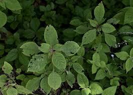 Image result for Brucea